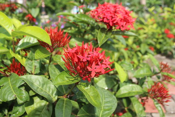 Ixora coccinea or Asoka flower is a plant in the Rubiaceae family, this flower is red and very small in size
