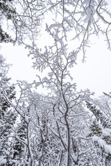 Stunning white wonderland covered boreal forest with spruce, pine trees in winter with snowy snow cover over whole landscape. Frosty trees with white, cloudy sky. 