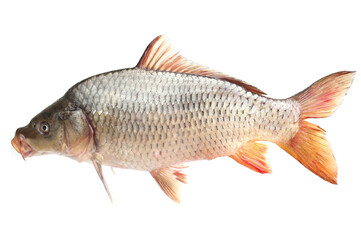 Carp fish on a white background