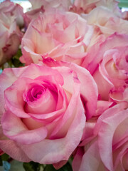 pink roses background