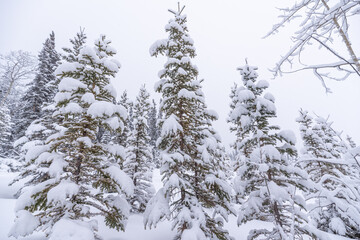 Stunning, white snow covered woods forest in northern Canada during winter time on a cloudy, cold day with whiteness surrounding the earth. 