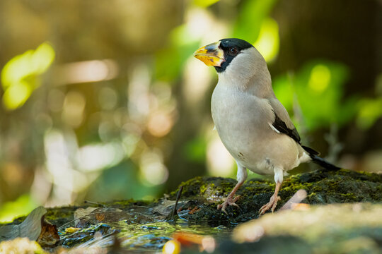 Japanese Grosbeak perching near flowing waterhole