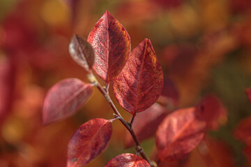 Autumn colorful leaves as background. Modern texture. Abstract template for text and design.