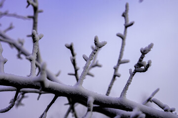 snow covered branches