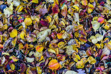Autumn sketch: multicolored fallen  leaves on the ground