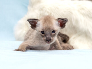 Siamese pussycat in home on blue - 401494323