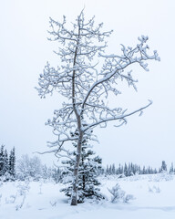 Stunning, white snow covered woods forest in northern Canada during winter time on a cloudy, cold day with whiteness surrounding the earth. 