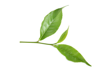 green tea leaf isolated on white background