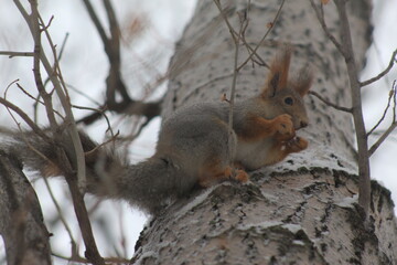 Naklejka na ściany i meble squirrels in the Park in winter