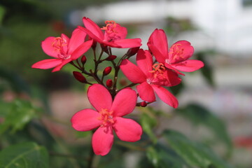 red flower with 5 petals