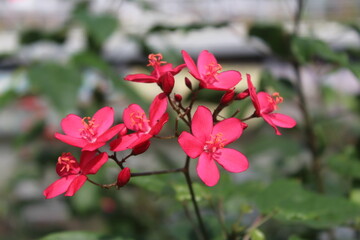 red flower with 5 petals