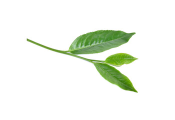 Obraz premium green tea leaf isolated on white background