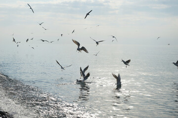 Seagulls over water in the Black Sea in Adler.