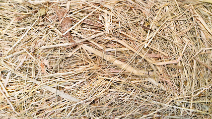 hay texture background, top view © Анастасия Бурлакова