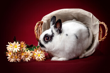 a butterfly rabbit sits in a basket with yellow flowers on a red background - 401495793