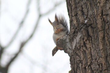 Obraz premium squirrels in the Park in winter
