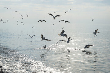 Seagulls over water in the Black Sea in Adler.