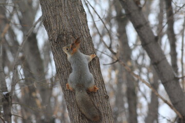 Fototapeta premium squirrels in the Park in winter