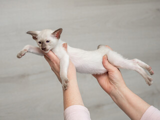 Siamese pussycat in home on breeder's hands - 401496173