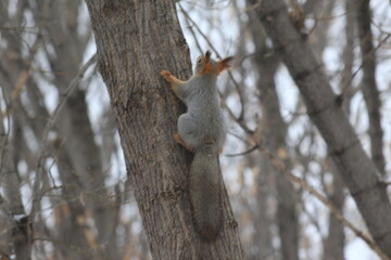 squirrels in the Park in winter