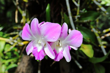 Closeup Pink orchid flowers in the garden