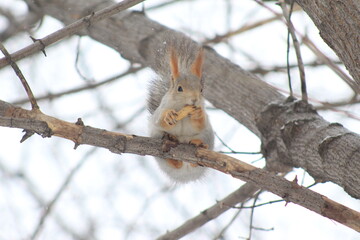 squirrels in the Park in winter