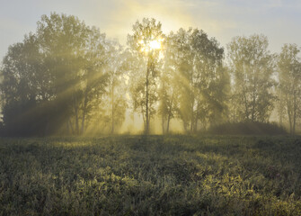 Obraz na płótnie Canvas Sun rays through the trees