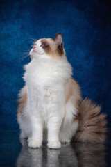 ragdoll colourpoint cat with blue eyes looking at the camera, one sitting one lying down on a blue background - 401496957