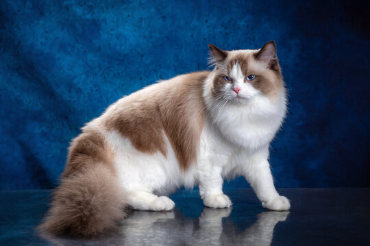 ragdoll colourpoint cat with blue eyes looking at the camera, one sitting one lying down on a blue background