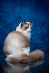 ragdoll colourpoint cat with blue eyes looking at the camera, one sitting one lying down on a blue background