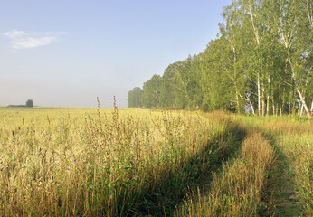 Fototapeta premium Road along an agricultural field