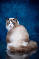 ragdoll colourpoint cat with blue eyes looking at the camera, one sitting one lying down on a blue background - 401497123