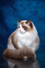 ragdoll colourpoint cat with blue eyes looking at the camera, one sitting one lying down on a blue background - 401497140