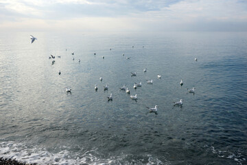 Seagulls over water in the Black Sea in Adler.