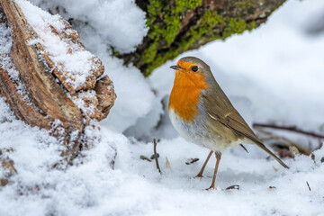 Rotkehlchen (Erithacus rubecula)