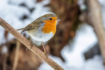 Rotkehlchen (Erithacus rubecula)