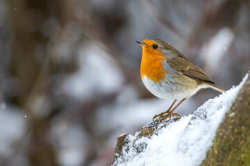 Rotkehlchen (Erithacus rubecula)