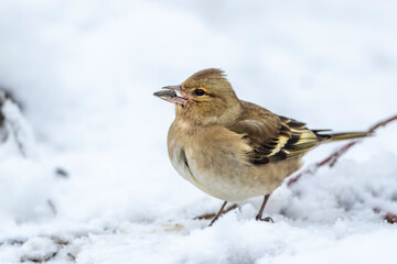 Buchfink (Fringilla coelebs) Weibchen