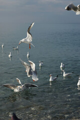 Fototapeta na wymiar Seagulls over water in the Black Sea in Adler.