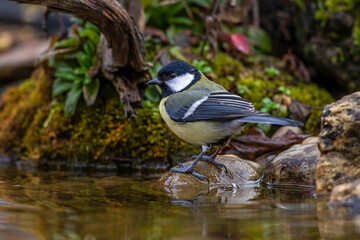 Kohlmeise (parus major) am Vogelbad