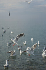 Seagulls over water in the Black Sea in Adler.
