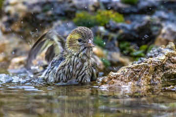 Zeisig (Carduelis spinus) Weibchen