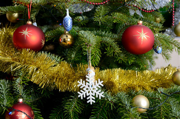 Live Christmas tree