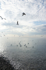Seagulls over water in the Black Sea in Adler.
