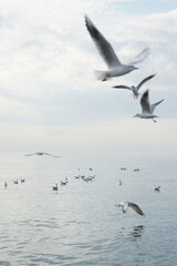 Seagulls over water in the Black Sea in Adler.