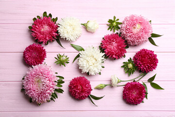 Beautiful asters on pink wooden background, flat lay. Autumn flowers