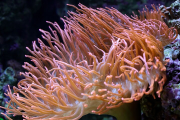 Fototapeta na wymiar Aquarium red anemone