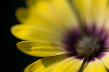 yellow flower macro