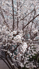Apricot flower on nature background