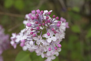 close up Lilac flowers in garden